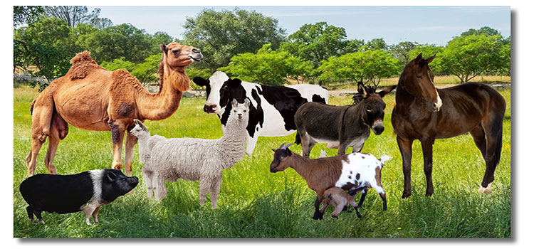 WE SPECIALIZE IN DECEASED LARGE ANIMAL REMOVAL ONLY INCLUDING: All large animals - Horses, Cattle, Sheep, Goats, Cows, Mules, Llamas, Alpacas, Pigs/Hogs, Donkeys and other large animals.