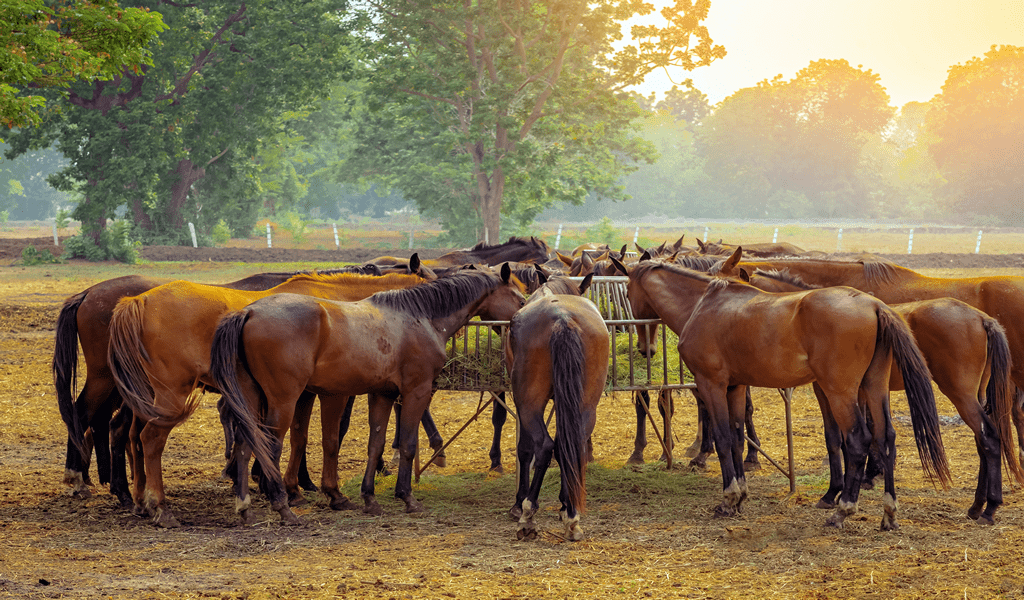 About Us - Large Animal Removal Com