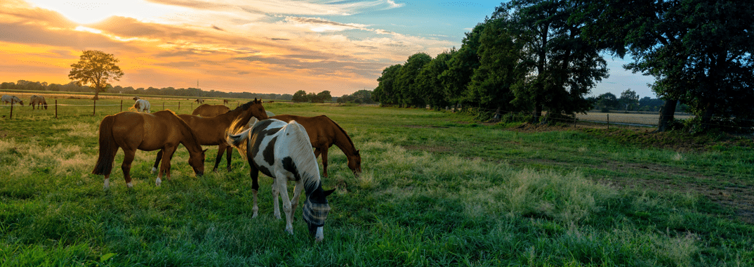 Contact Large Animal Removal