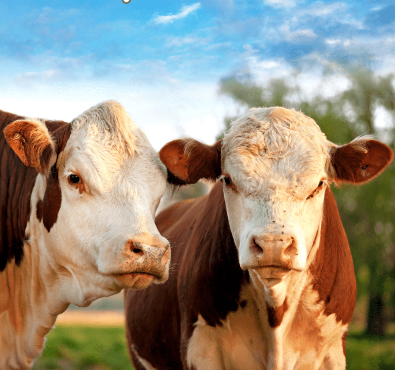 Cows, Cattle, Bulls Deceased Removal