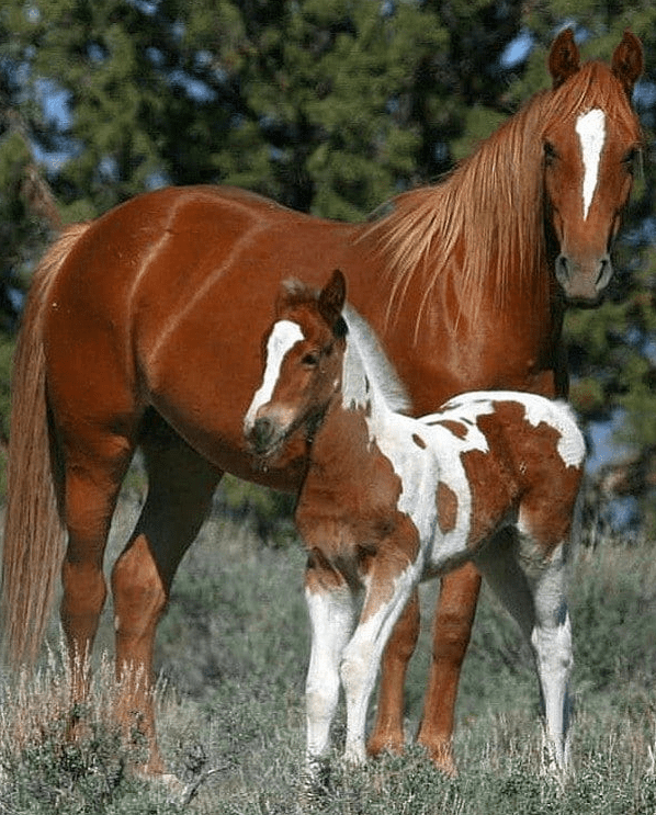 Large Animal Removal COM