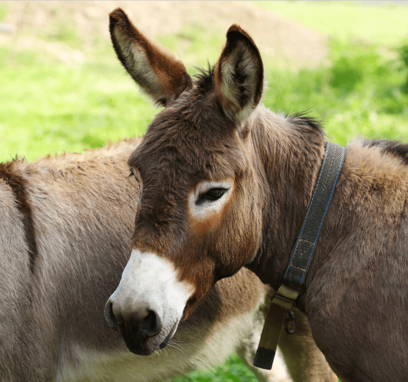 Live Stock Removal - Donkeys Removal