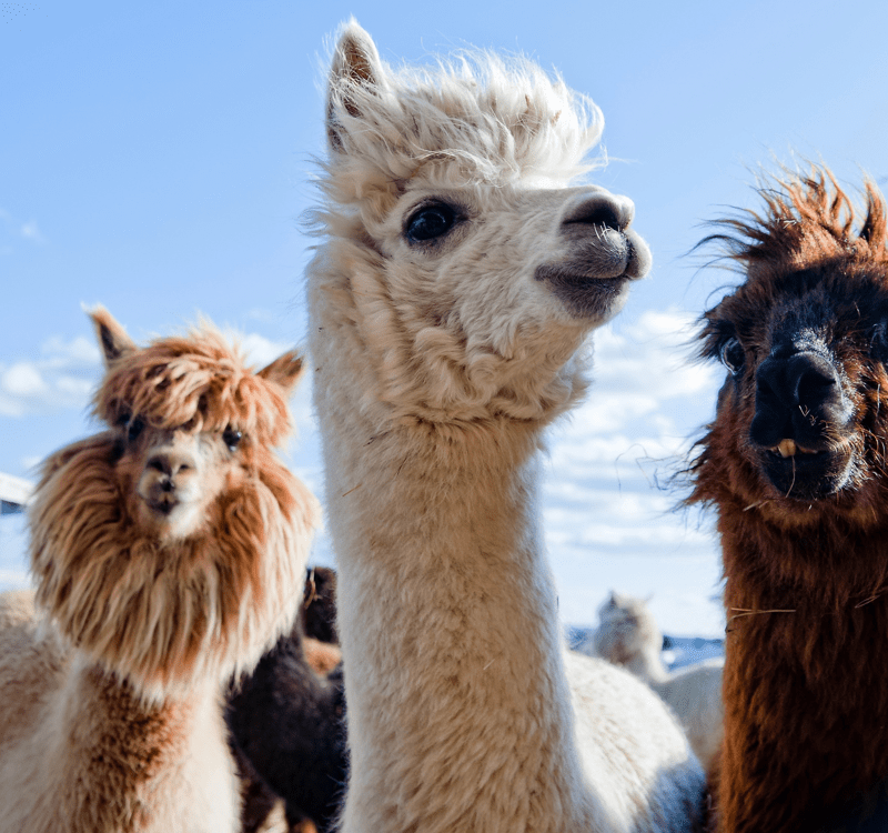 Llama, Alpaca Large Animal Removal