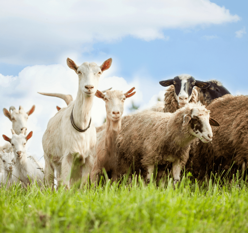 Sheep and Goats Deceased Animal Removal