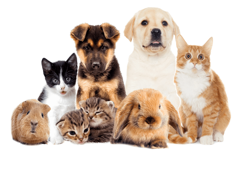 Can you help with small animal removal?