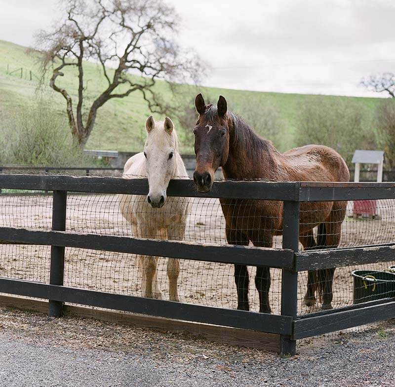 Compassionate Large Animal Removal 