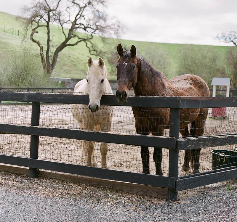 Large Animal Removal