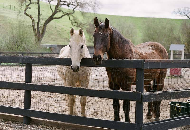 Large Animal Removal - FAQ