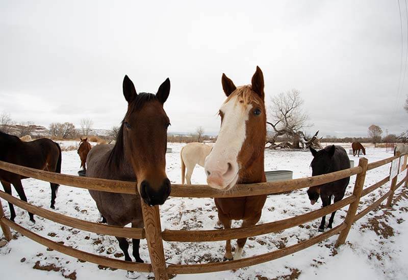 Horse Animal Removal Service - FAQ