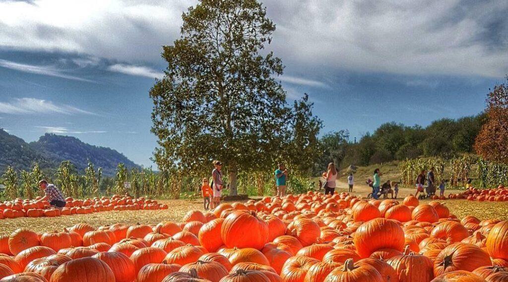 Bates Nut Farm - Valley Center CA