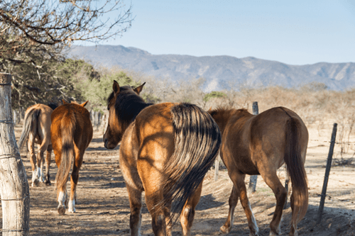 Horses in Temecula CA