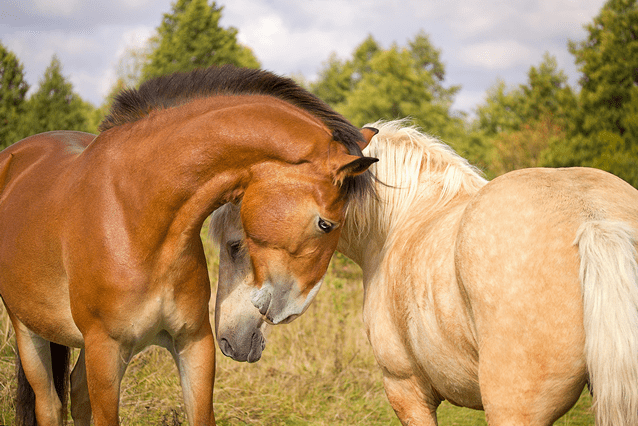 Escondido CA - Large Animal Removal
